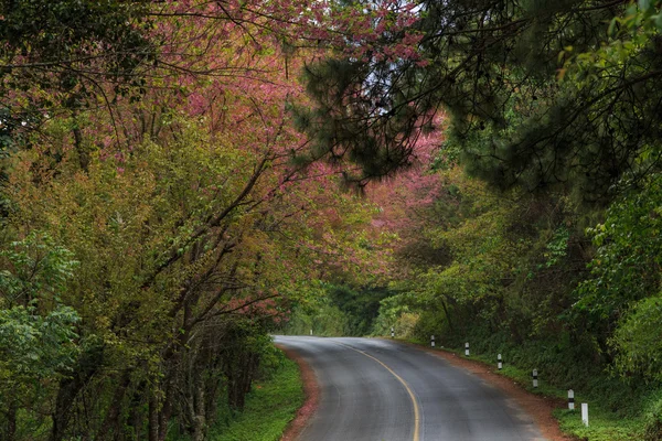 Naturen road — Stockfoto