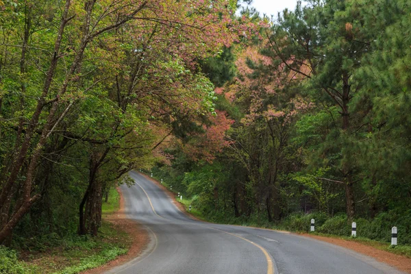 Nature road — Stock Photo, Image