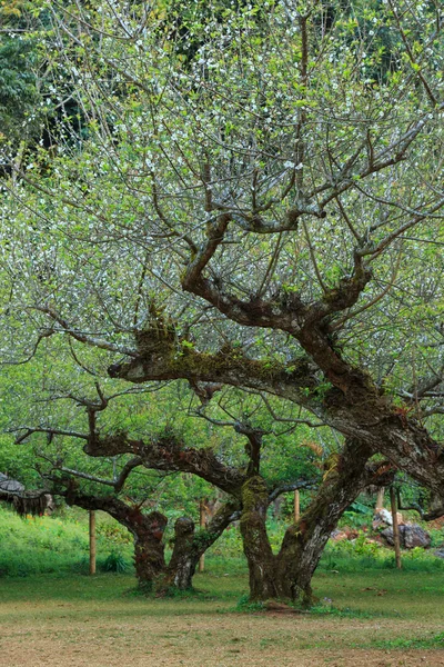 Jardim — Fotografia de Stock