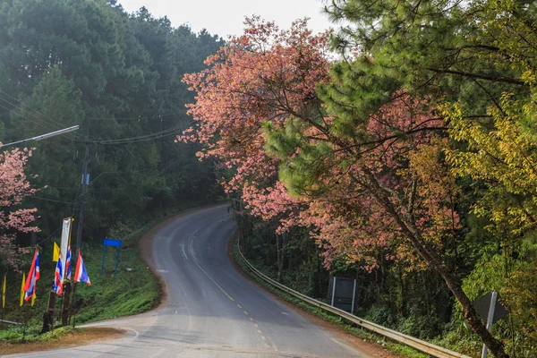 Roadside nature — Stock Photo, Image