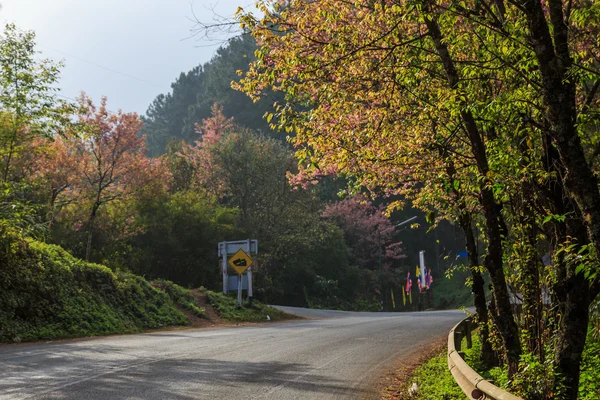 Nature en bord de route — Photo