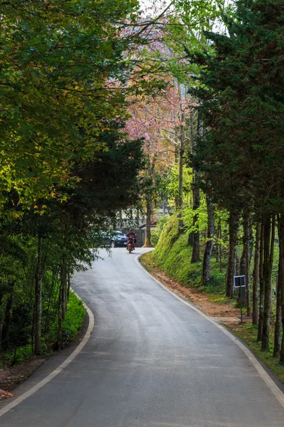 Naturen road — Stockfoto