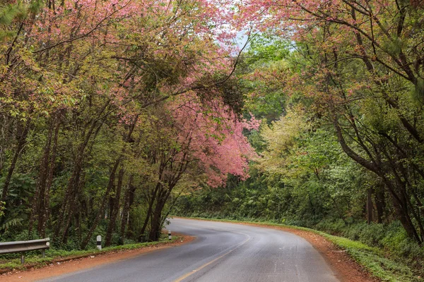 Roadside nature — Stock Photo, Image