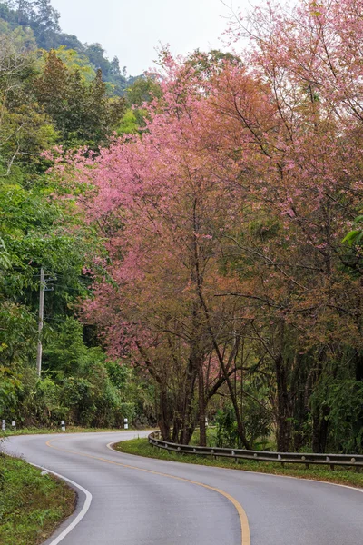 ธรรมชาติริมถนน — ภาพถ่ายสต็อก
