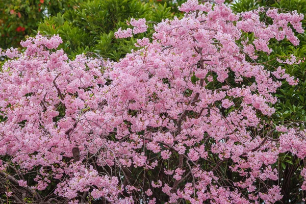 Pink flowering sakura — Stock Photo, Image