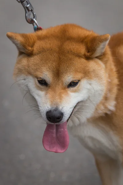 Shiba dog — Stock Photo, Image