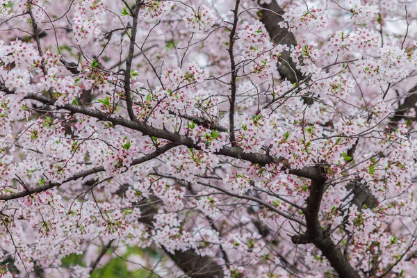 Sakura de floração rosa — Fotografia de Stock