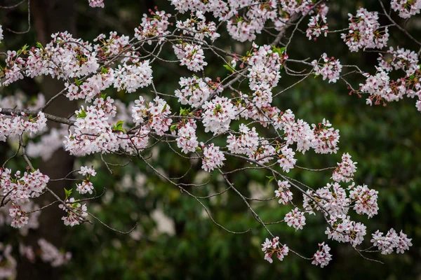 Pink flowering sakura — Stock Photo, Image