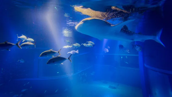 水族館でジンベイザメ — ストック写真