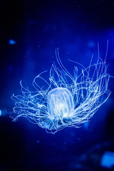 Jellyfish — Stock Photo, Image