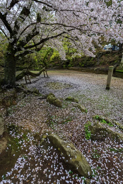 Pink flowering sakura — Stock Photo, Image