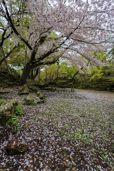 Roze bloeiende sakura — Stockfoto