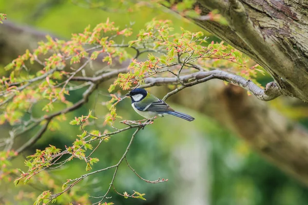 Wild bird — Stock Photo, Image