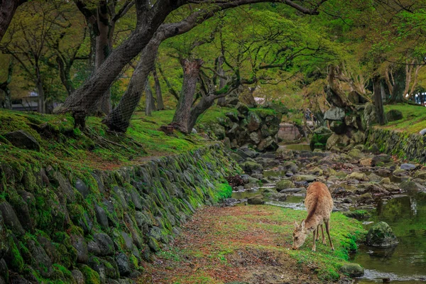 Cervo in giardino — Foto Stock