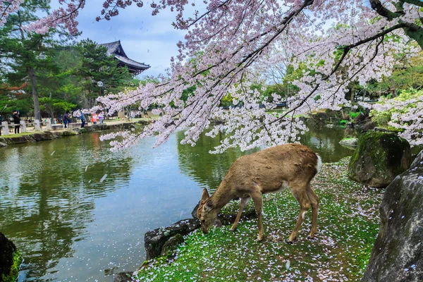 Jeleń pod drzewem sakura — Zdjęcie stockowe