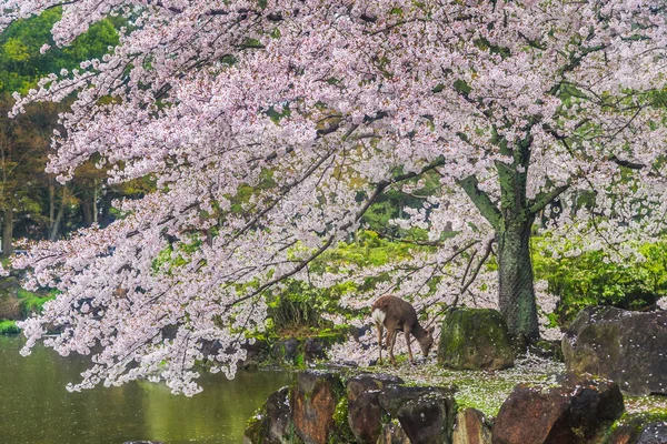 Deer under sakura tree — Stock Photo, Image