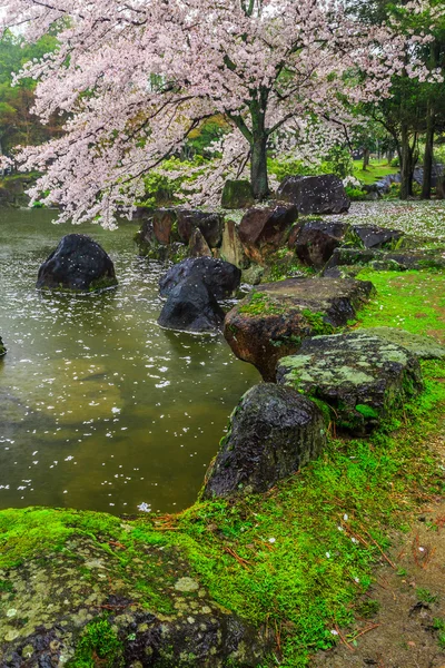 Sakura waterfront — Stock Fotó