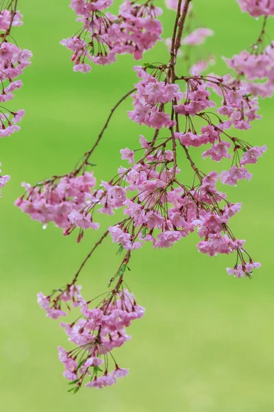 Sakura rosa fiorita — Foto Stock