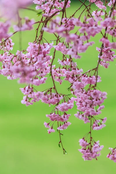 Sakura de floração rosa — Fotografia de Stock