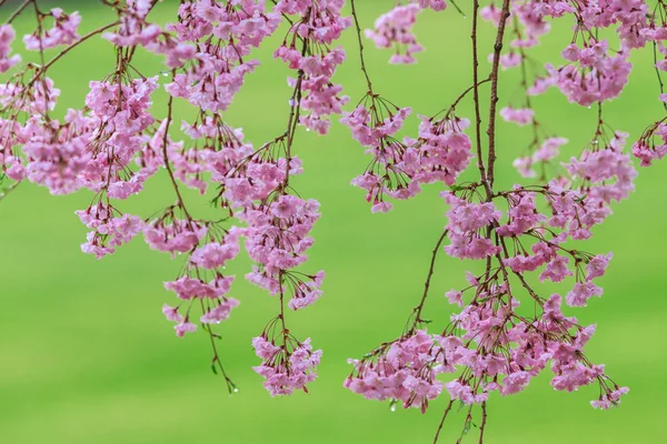 Pink flowering sakura — Stock Photo, Image