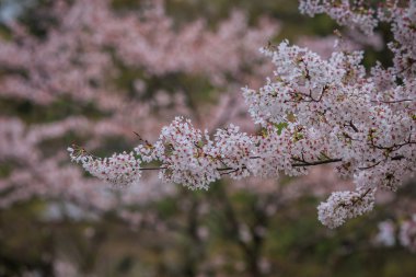 Pembe çiçekli sakura