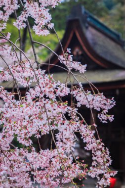 Pembe çiçekli sakura