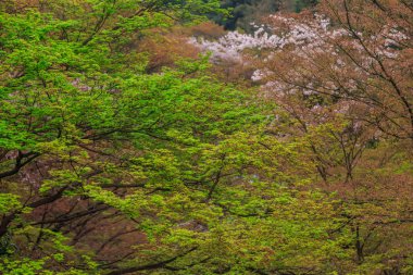Pembe çiçekli sakura