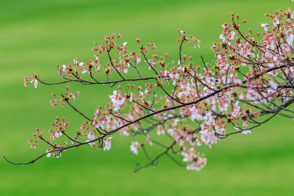 Sakura rosa fiorita — Foto Stock