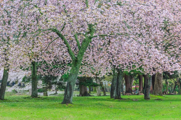 Roze bloeiende sakura — Stockfoto