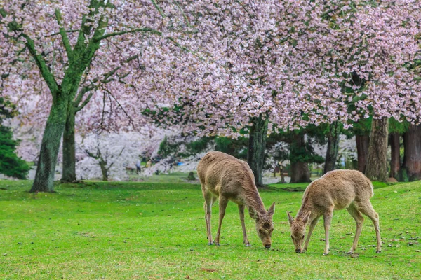 Herten onder sakura boom — Stockfoto