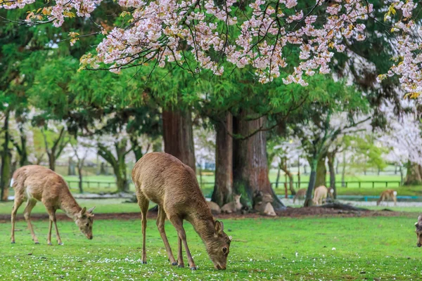 鹿在樱花树下 — 图库照片