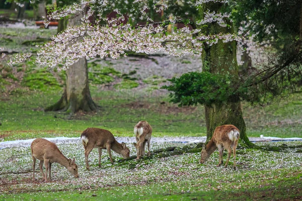 Rådjur under sakura träd — Stockfoto