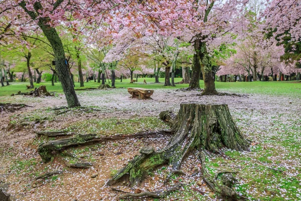 Рожеві цвітіння сакури — стокове фото