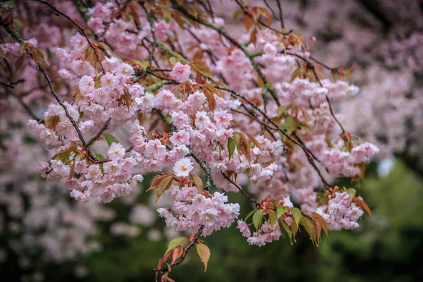 Pink flowering sakura — Stock Photo, Image