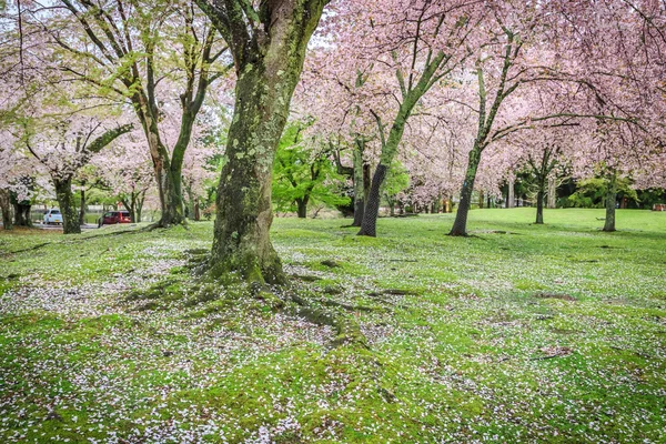 Pink flowering sakura — Stock Photo, Image