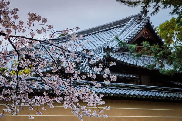 Pembe çiçekli sakura — Stok fotoğraf