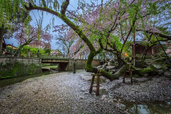 Pink flowering sakura — Stock Photo, Image