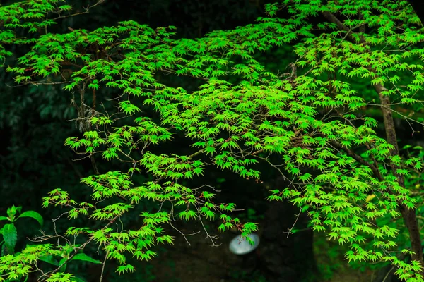 Albero verde — Foto Stock