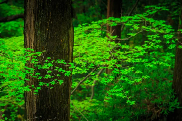 Árbol verde — Foto de Stock