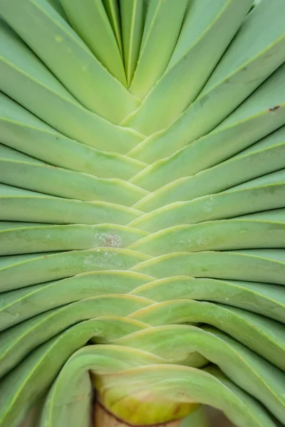 Cactus — Foto Stock