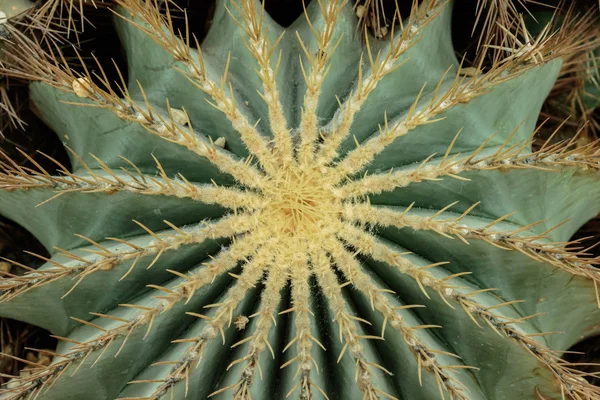 Cactus — Foto Stock