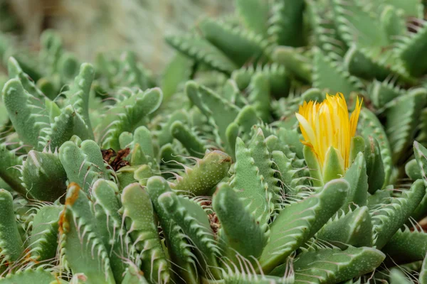 Cactus — Foto Stock