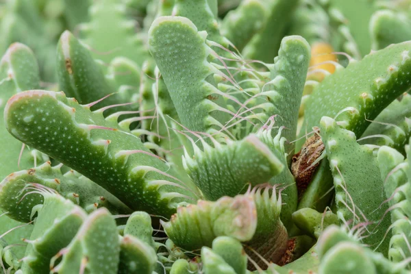 Cactus —  Fotos de Stock