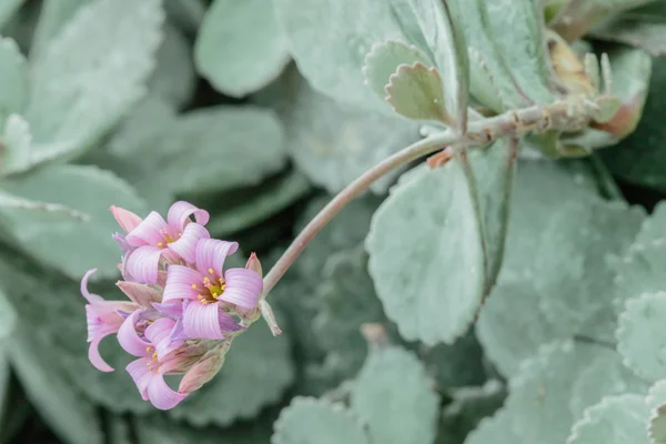 Blomma kaktus — Stockfoto