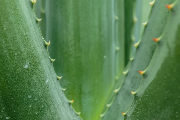 Cactus — Foto Stock