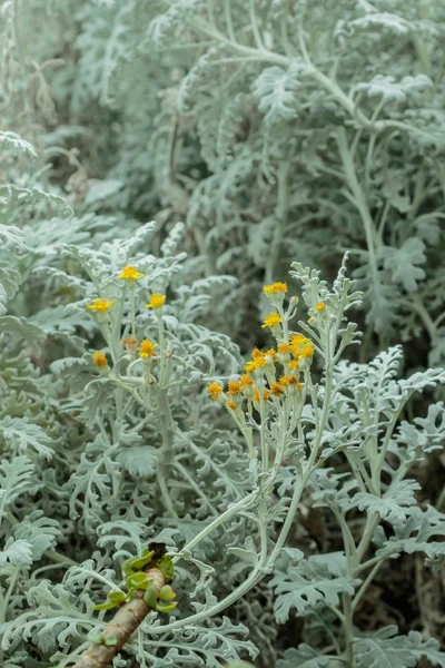 Gele bloemen — Stockfoto