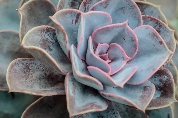 Cactus — Foto de Stock