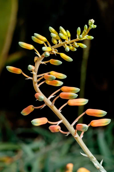 Gula blommor — Stockfoto