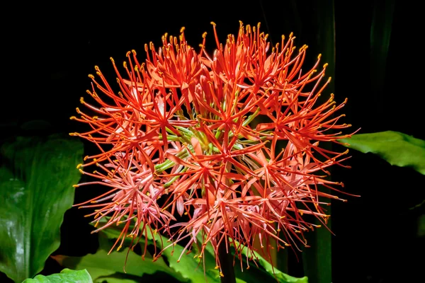 Flor roja — Foto de Stock