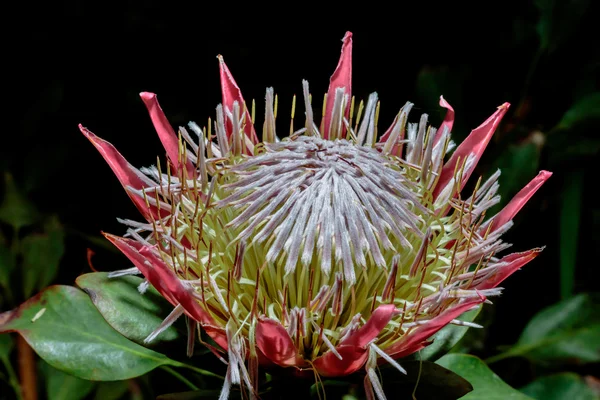 Flor roja grande —  Fotos de Stock